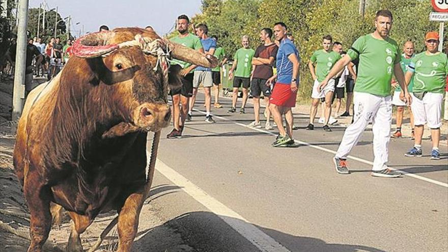 Santa Bárbara vibra con el inicio de las exhibiciones de ‘bou en corda’