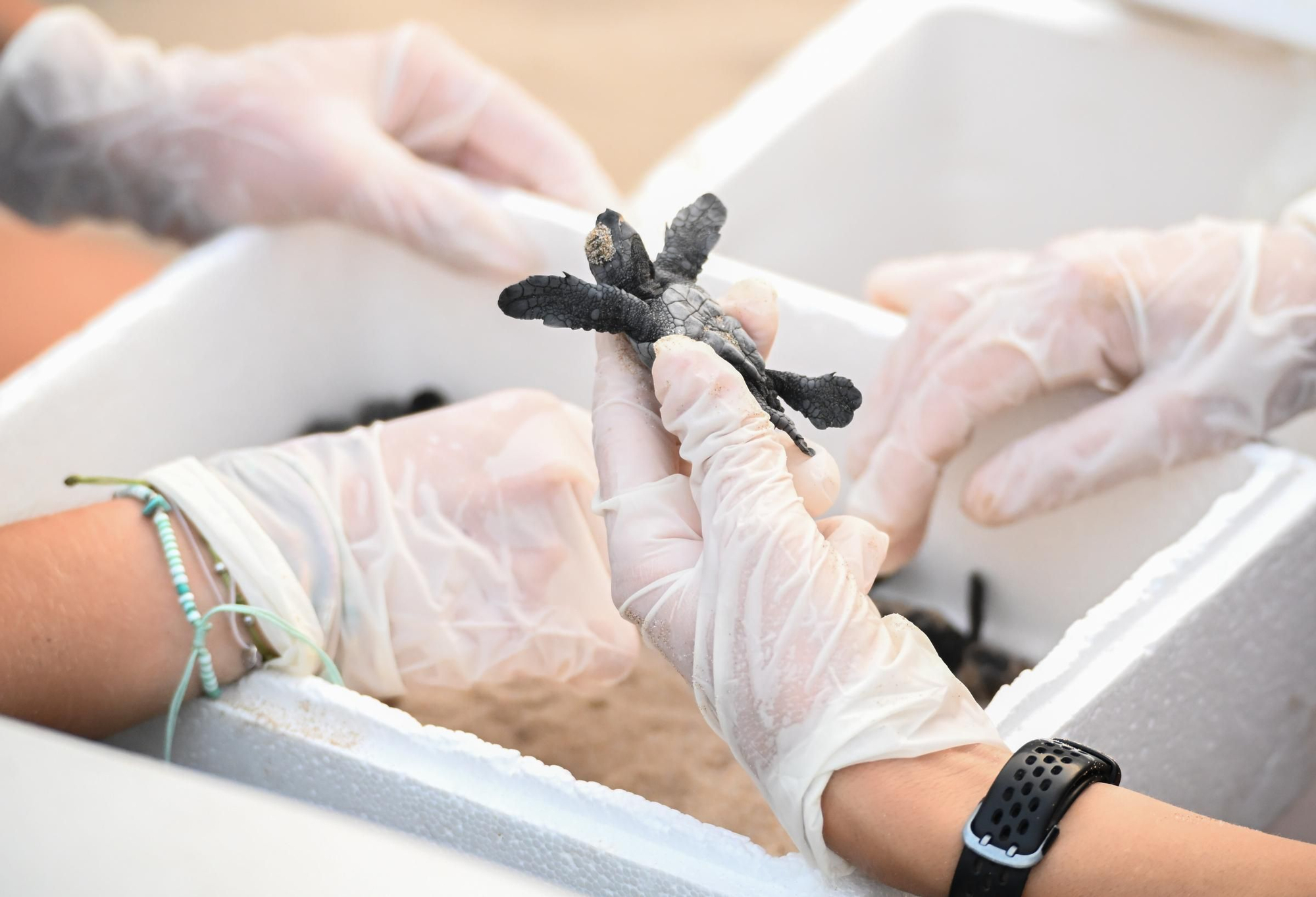 Gran expectación en Arenales del Sol por la suelta de 57 tortugas bobas recién nacidas