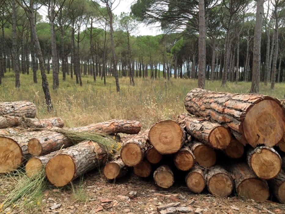 Tala d''arbres a la zona dels Rodors