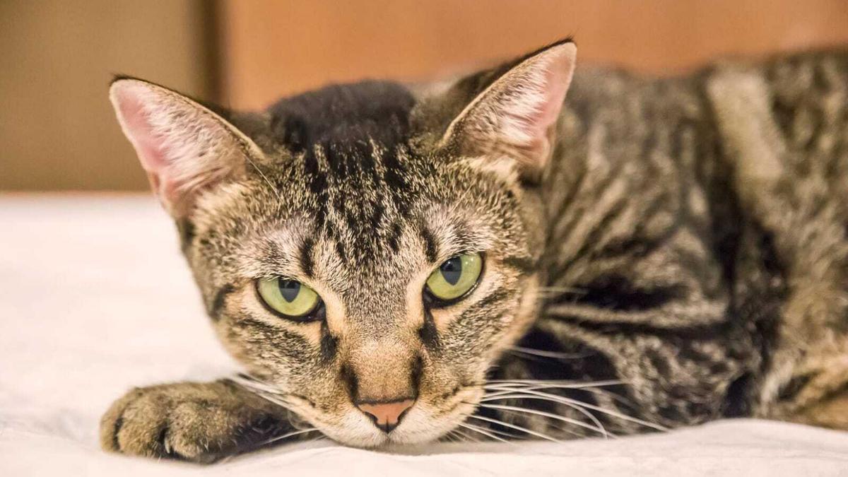 Buscan hogar para 'Misa', una gata que fue abandonada por sus dueños en  Castellón - El Periódico Mediterráneo