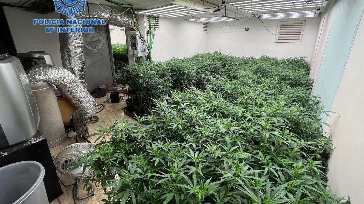 Desmantelada una plantación de marihuana instalada en un club de alterne abandonado en la provincia de Barcelona