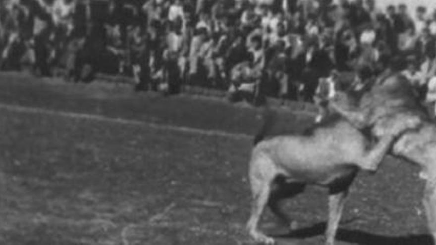 La famosa pelea entre los perros &#039;Nerón&#039; y &#039;Fati&#039; en el campo de fútbol de Barrial con las gradas llenas (en torno a 1963). | FOTO CEDIDA POR FAMILIA SAAVEDRA