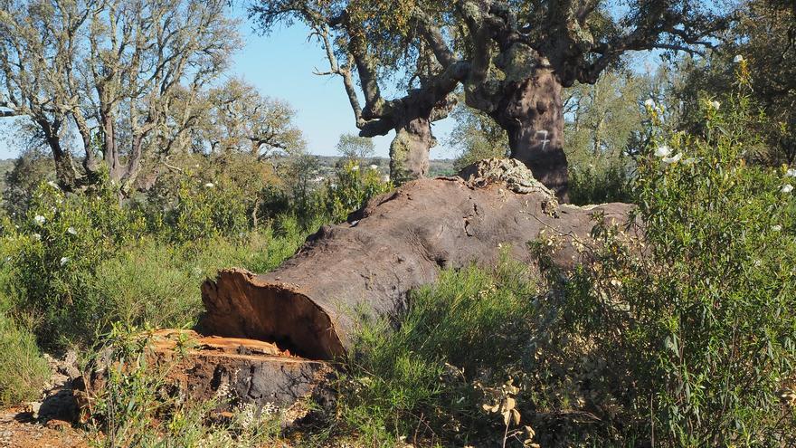 &quot;Arboricidio&quot;: Denuncian la tala de decenas de alcornoques en este Parque Natural de Zamora
