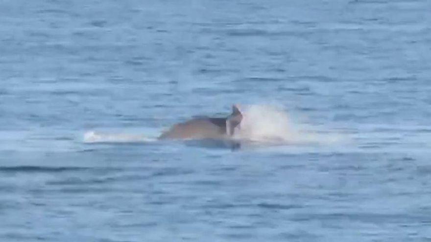 Delfines frente a las costas de Torrox
