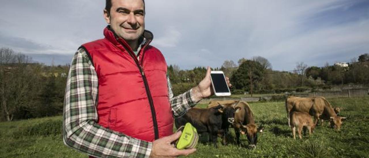 Vacas con GPS: el pastoreo del futuro