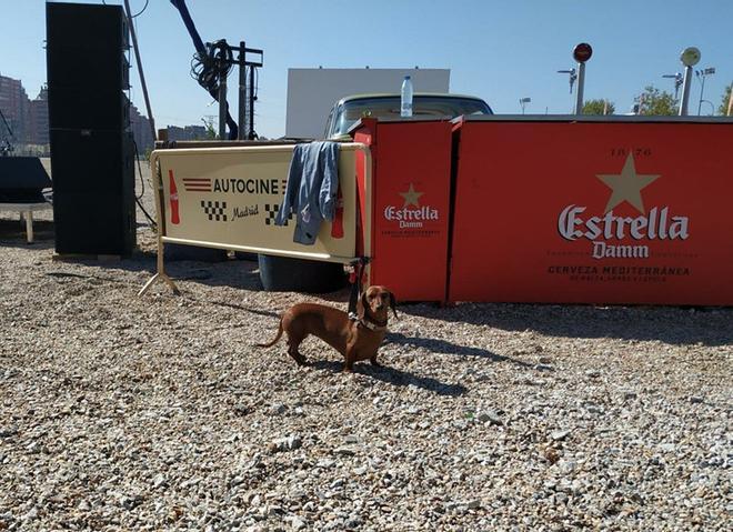 Rita, Mascota del Autocine Madrid RACE