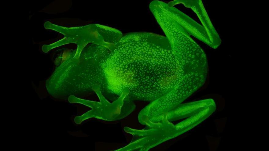 Presentan la rana de lluvia, el primer anfibio fluorescente