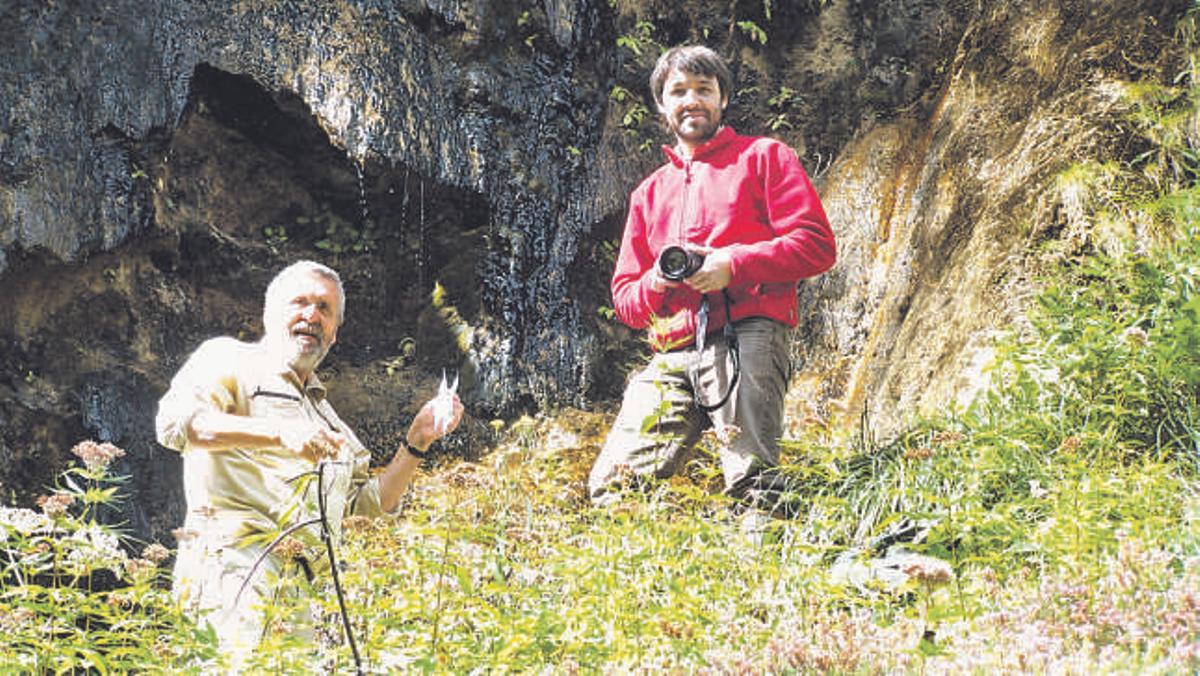 Descubren en Somiedo una planta única en el mundo