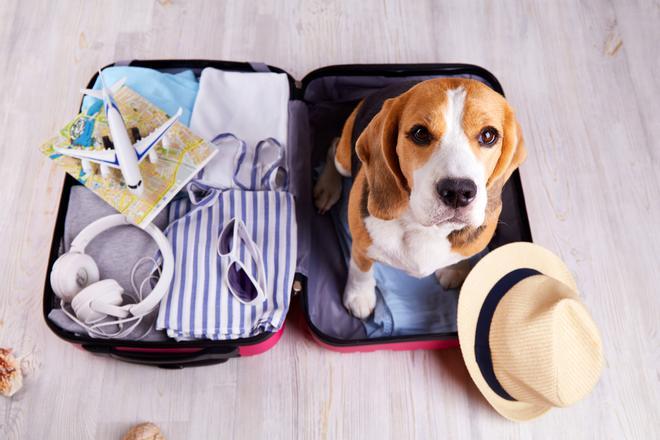 Cómo viajar con perro de vacaciones