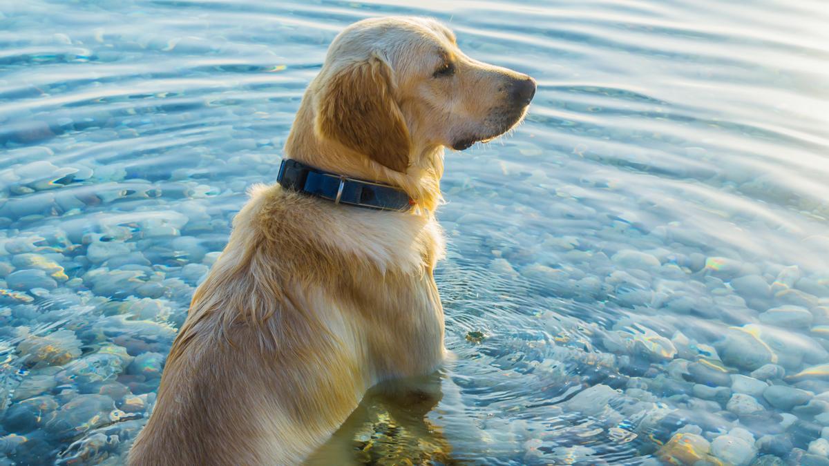 Los perros pueden refrescarse en el agua para bajar su temperatura corporal