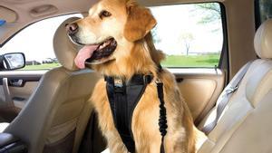 Los mejores arneses y cinturones de seguridad para viajar con nuestras mascotas