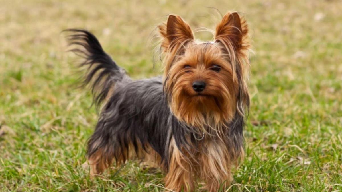 Un exemplar de la raça Yorkshire Terrier