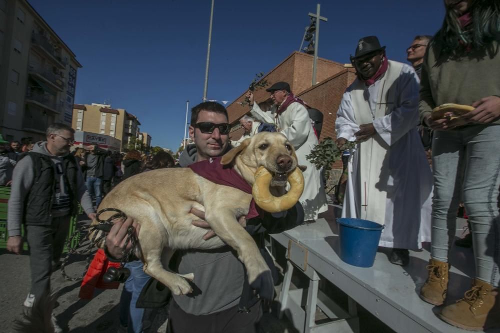 Celebración de San Antón en Elche