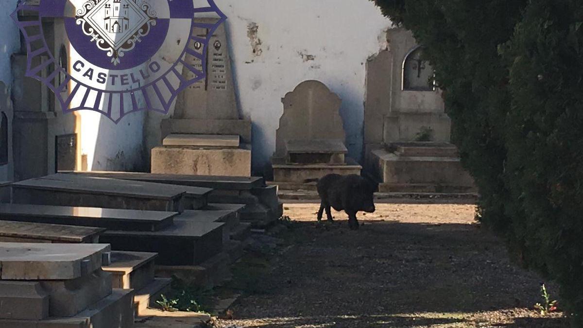 Cierran el cementerio de Castellón todo el día tras colarse dentro un cerdo vietnamita