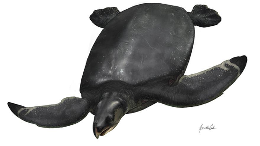 Encuentran en Lleida los restos de una tortuga marina del tamaño de un  coche - Información