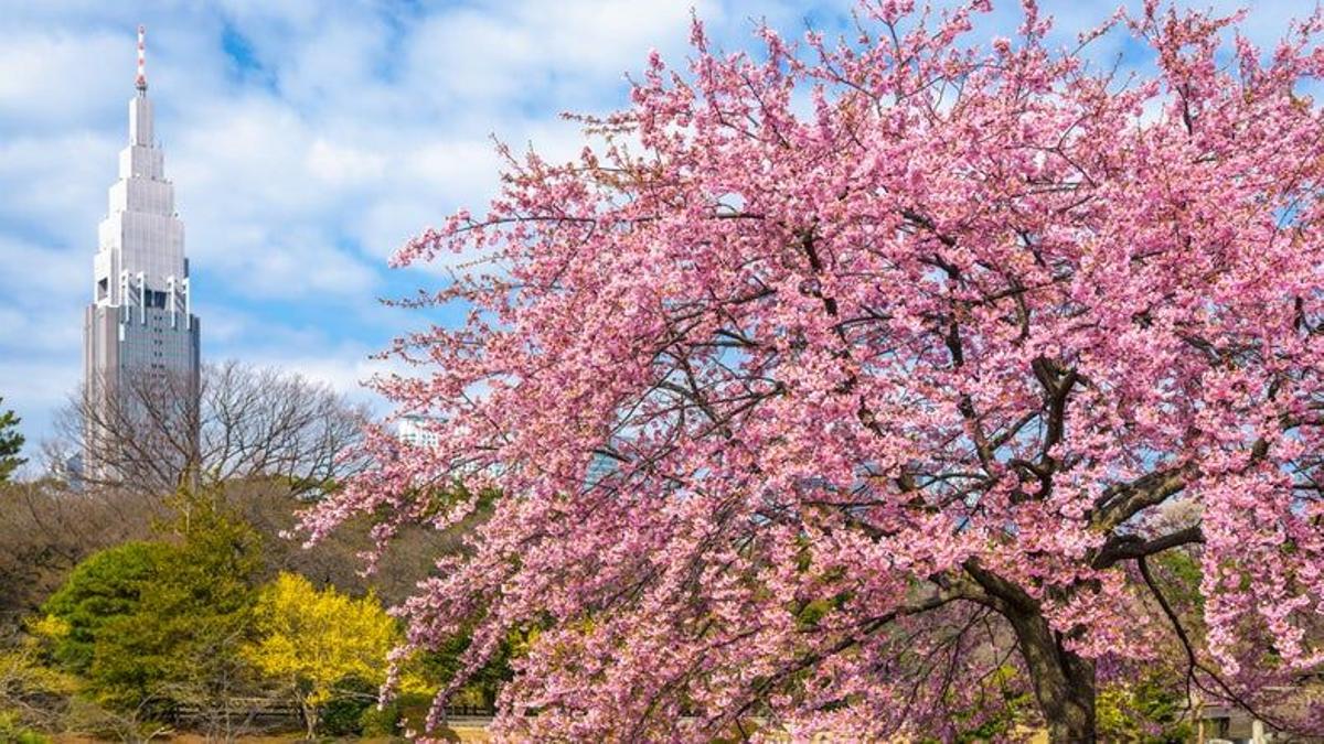 Shinjuku Gyoen