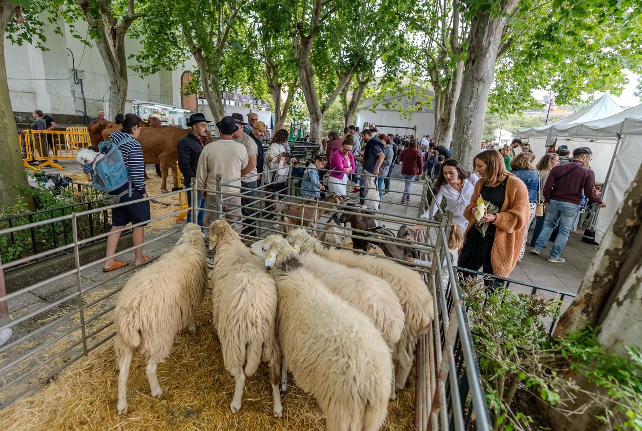 Feria 'Sabor y Tradición' en Valleseco