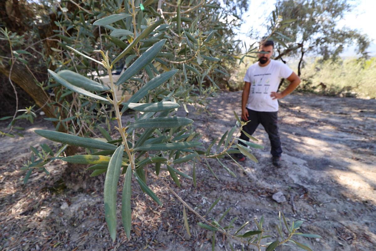 Un olivar en Millena, en El Comtat, que se ha beneficiado de las recientes lluvias.