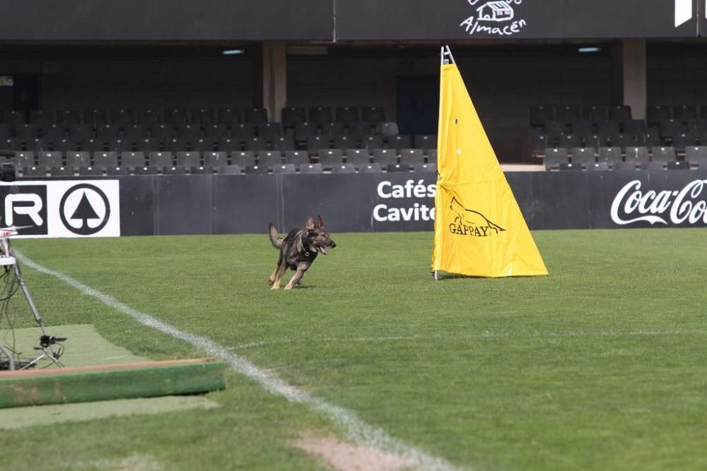 Campeonato de España de perros en Cartagena