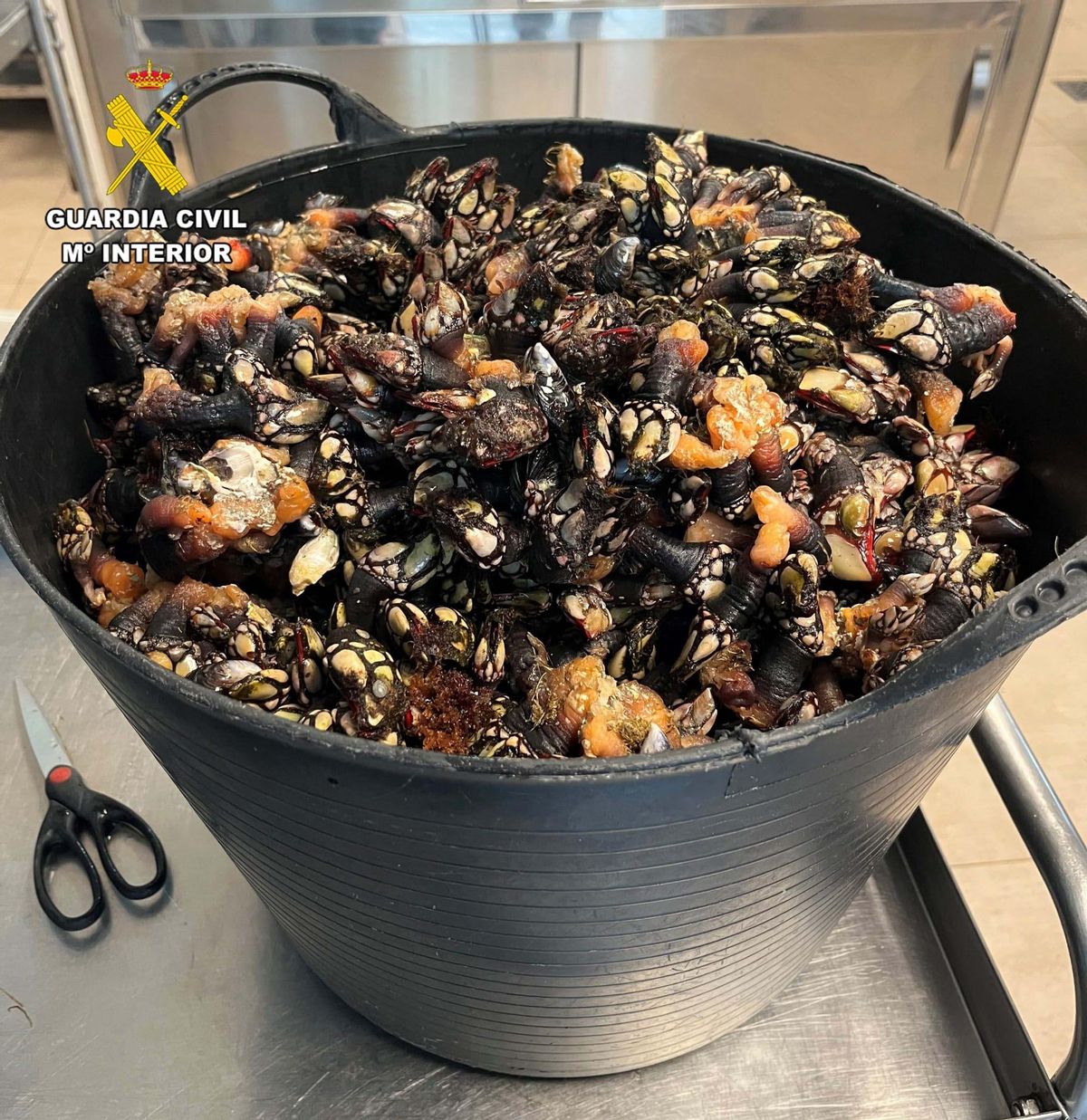 Percebes incautados por los agentes.