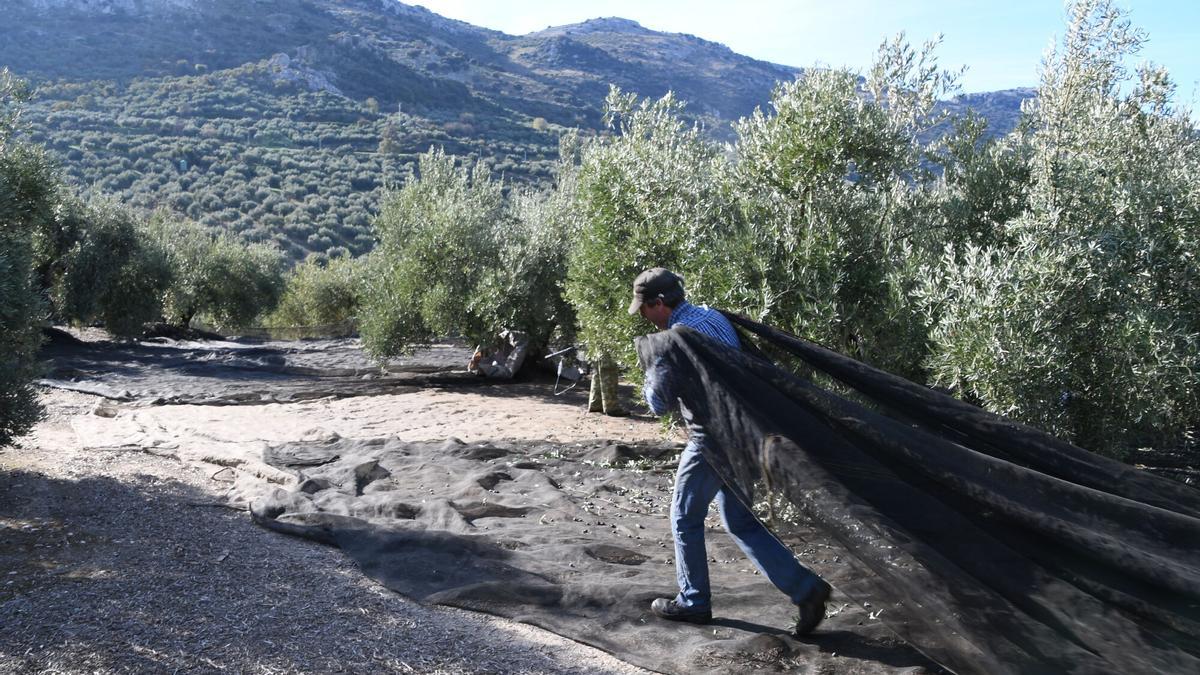Recogida de aceituna en la localidad cordobesa de Zuheros.