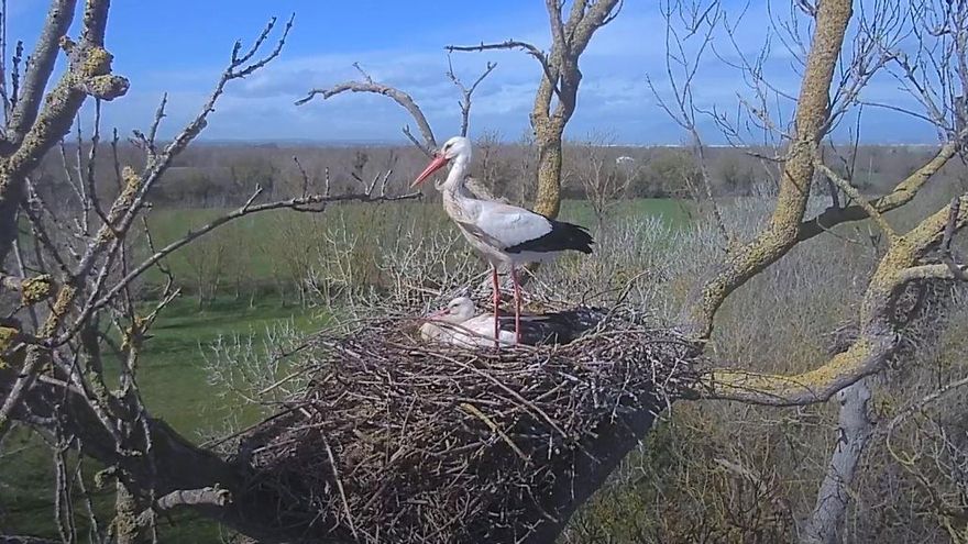 El Parc dels Aiguamolls permet seguir en directe un niu de cigonyes les 24 hores del dia