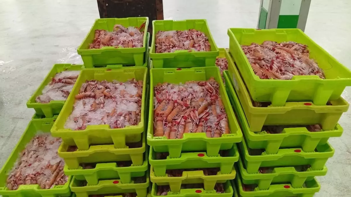 Interceptado un transporte con 281 kilos de cigala sin documentación en A Coruña
