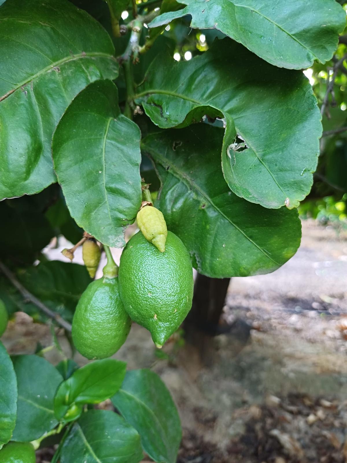Los frutos más pequeños se deshidratan por el calor y caen al suelo