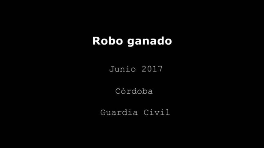 VÍDEO / Robo de ganado en Córdoba