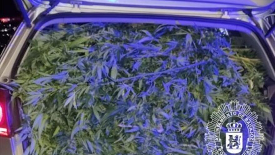 Marihuana intervenida por el Giapol de la Policía Local en Badajoz.