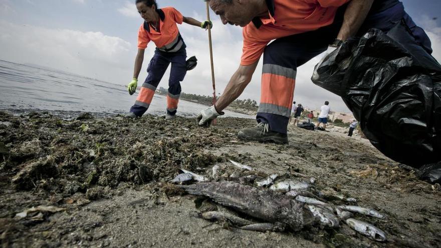 Cierran al baño la playa de San Gabriel al aparecer cientos de peces muertos