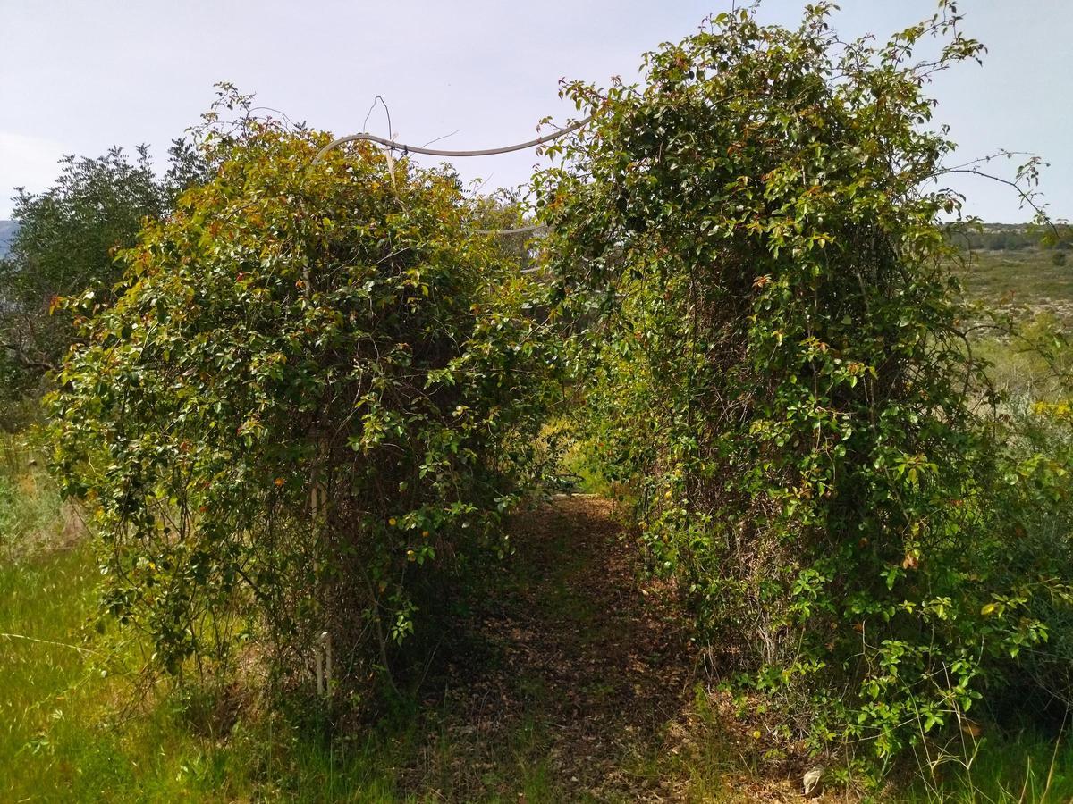 ¿Qué fue del jardín de los lirios de Bèrnia, en Benissa, el más grande de España?
