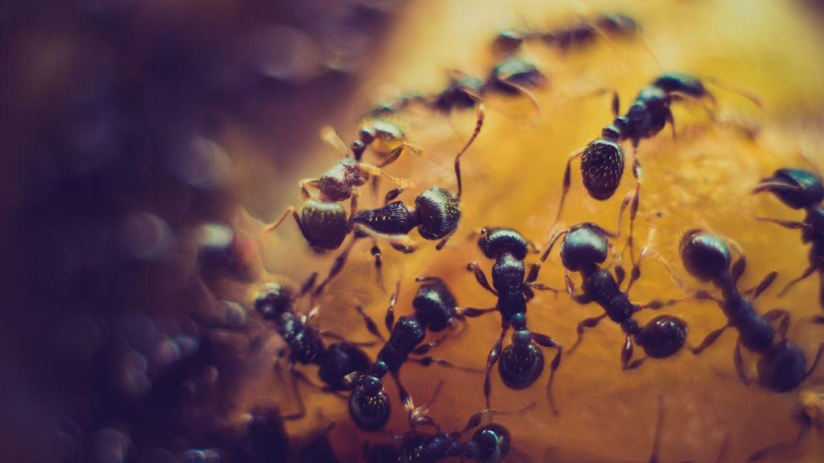 Como grupo, las hormigas se comportan de manera similar a las redes de neuronas en un cerebro.