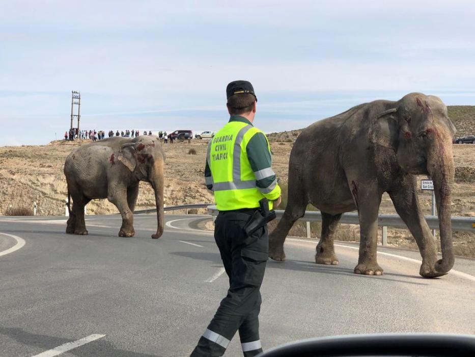 Un camió amb elefants bolca a Albacete