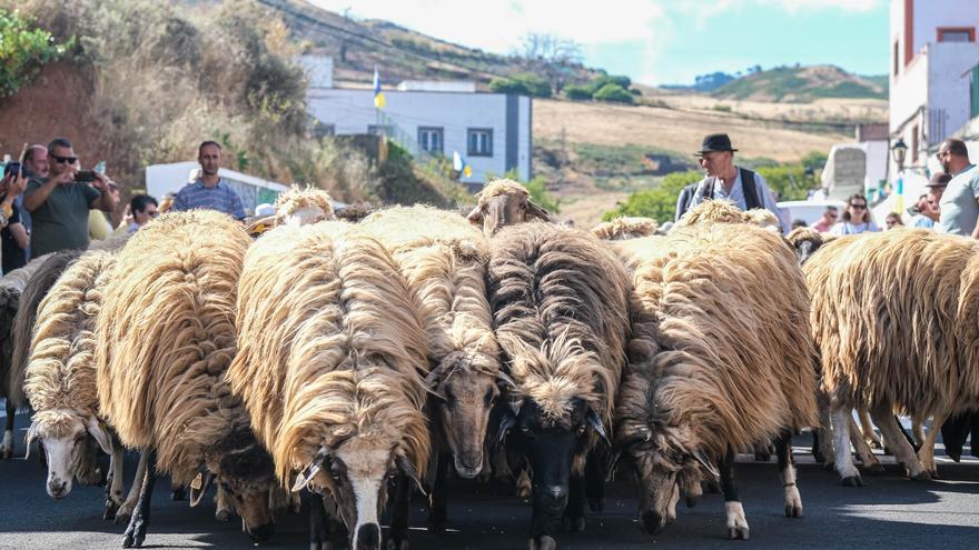 La lana como historia viva: este es el evento que cada año reúne a pastores, artesanos y amantes de la tradición en Gran Canaria