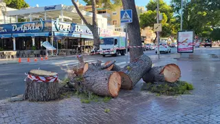 Calvià tala dos pinos enormes en la playa de Palmanova por motivos de seguridad y "salud medioambiental"