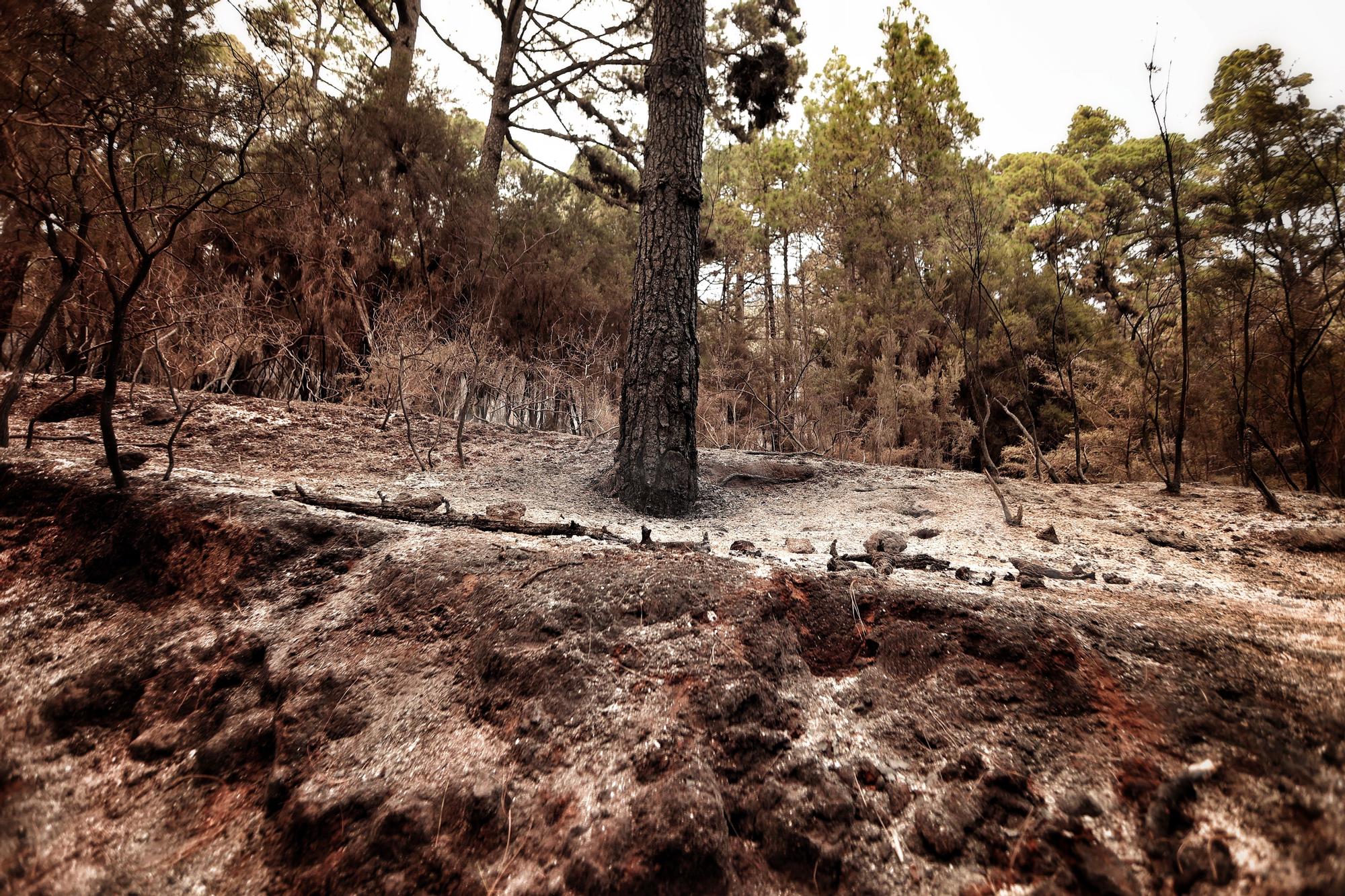 Evolución del incendio en Tenerife