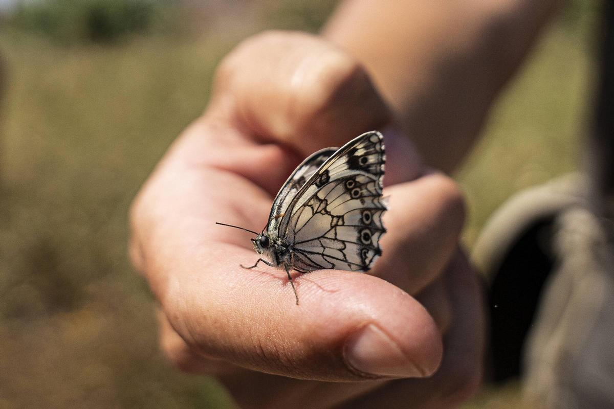 Las mariposas se ven afectadas por la agricultura intensiva