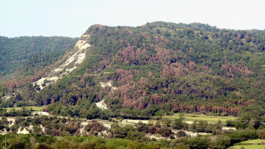 Entre el decaimiento y la muerte: año récord de bosques azotados por el calor y la falta de agua