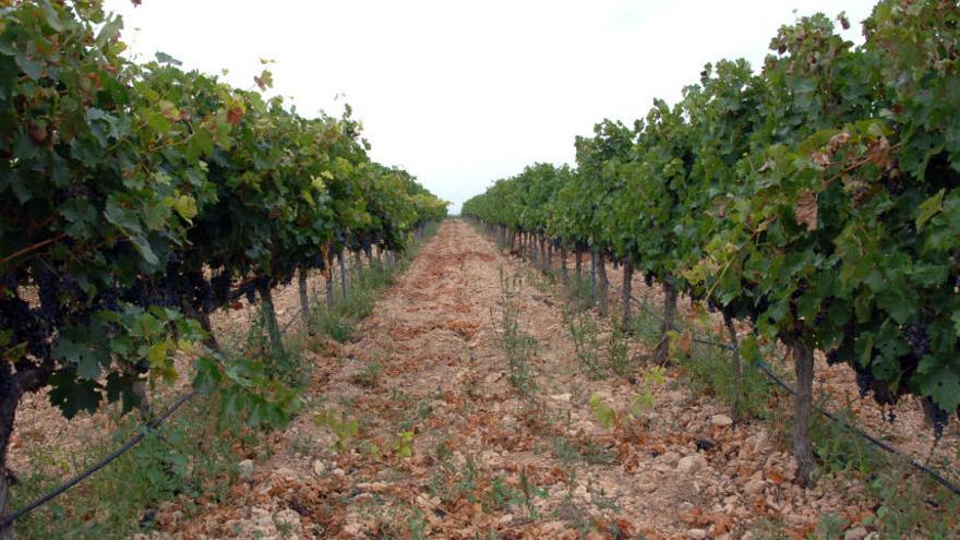 Imagen de una producción ecológica de viñas