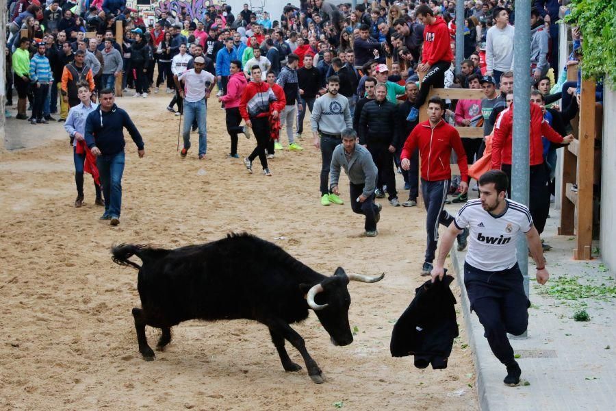 Encierros en Morales del Vino