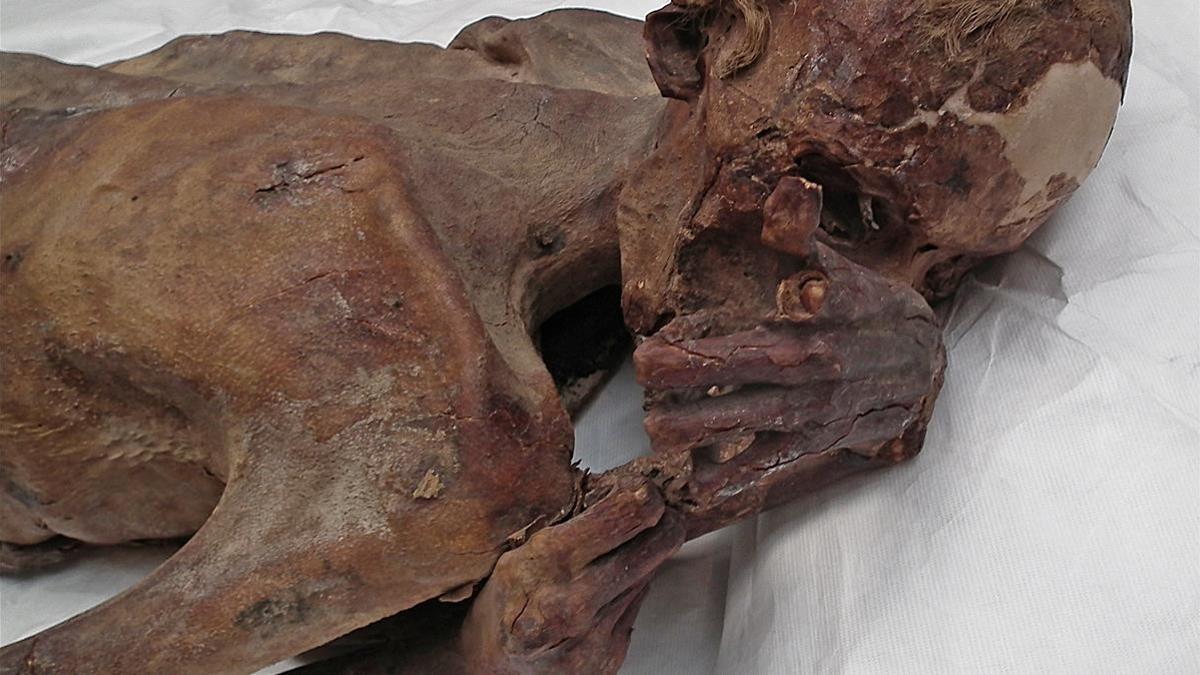 La momia masculina conocida como 'Hombre Gebelein A' se exhibe en el British Museum de Londres
