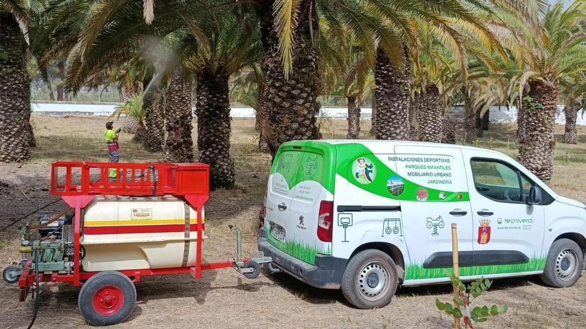 Un operario de una empresa especializada aplica el nuevo tratamiento para combatir el picudo rojo en el paraje de la Esperanza.