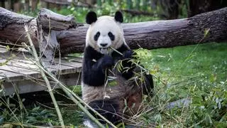 Una nueva pareja de pandas llega para fortalecer aún más el intercambio cultural y la amistad entre China y España