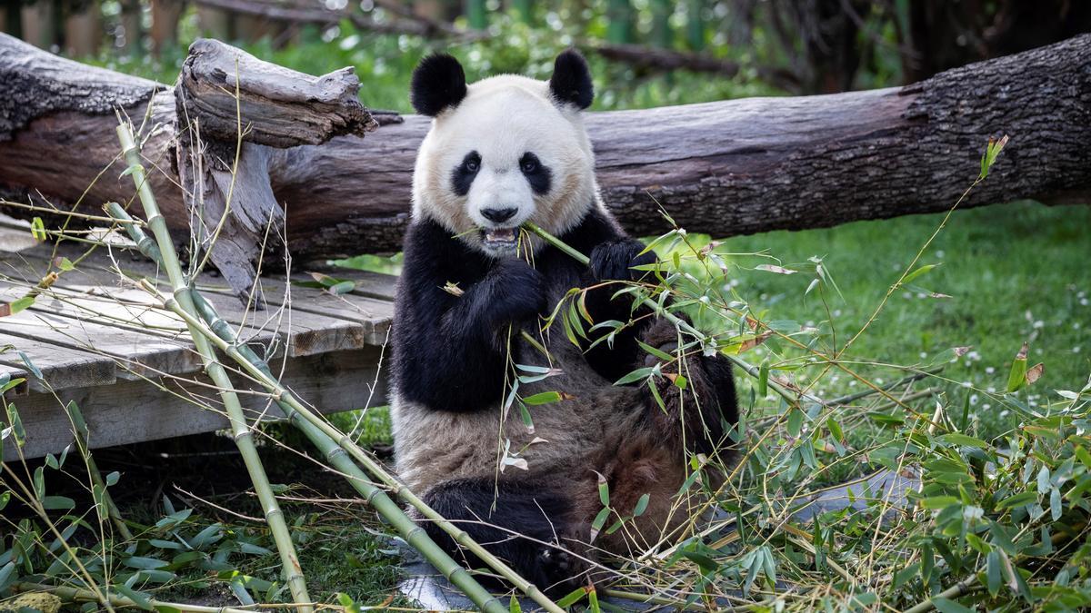 Los pandas Jin Xi y Zhu Yu viajan ya desde China a España.