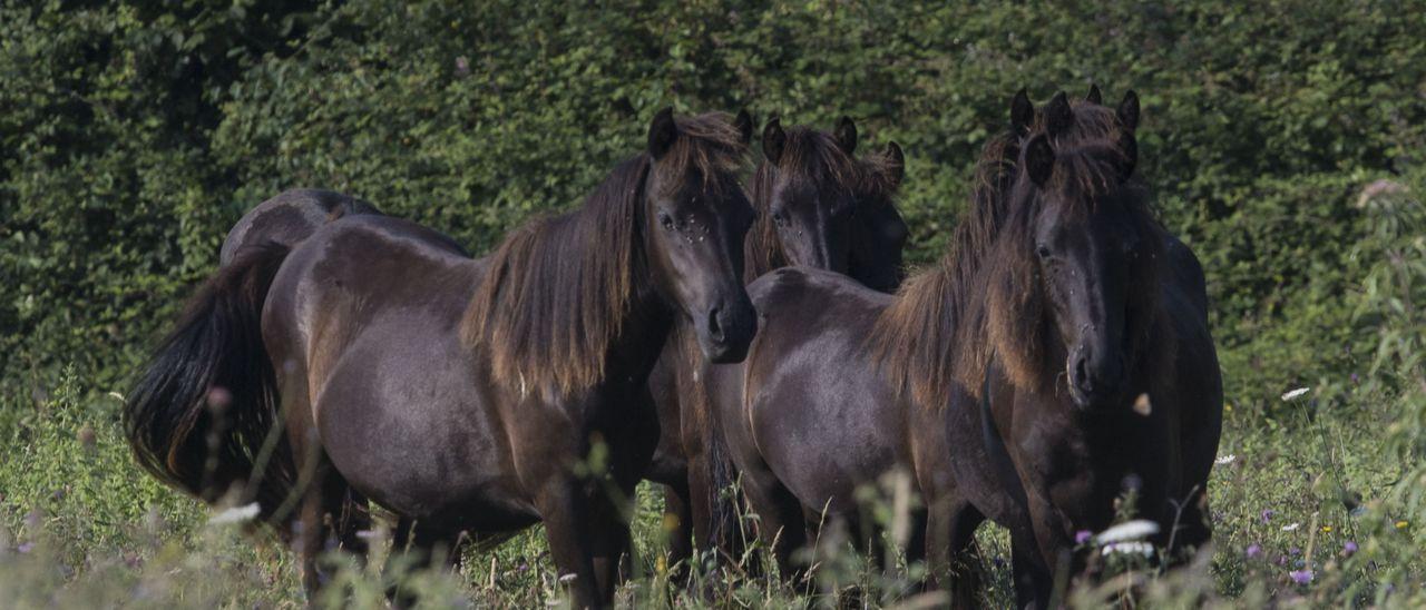 Una manada de asturcones, en Vallobal (Piloña).