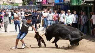 La tercera jornada de ‘bou al carrer’ en Vila-real deja otra cogida en el toro embolado