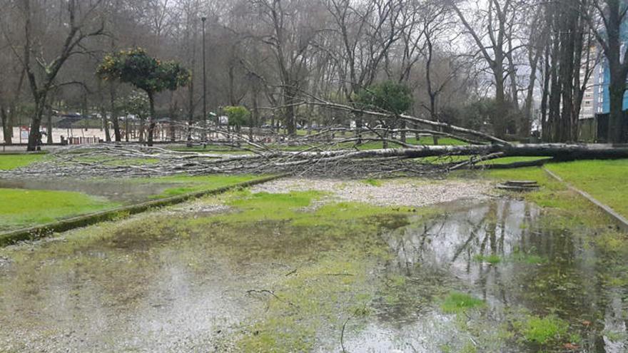 Árbol caído hoy en Castrelos. // Marta G. Brea