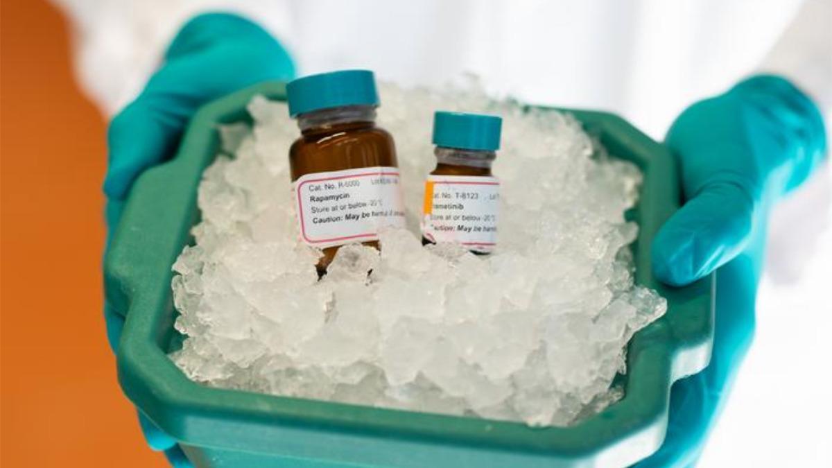 El tratamiento conjunto con los medicamentos rapamicina y trametinib puede prolongar la vida de los ratones.