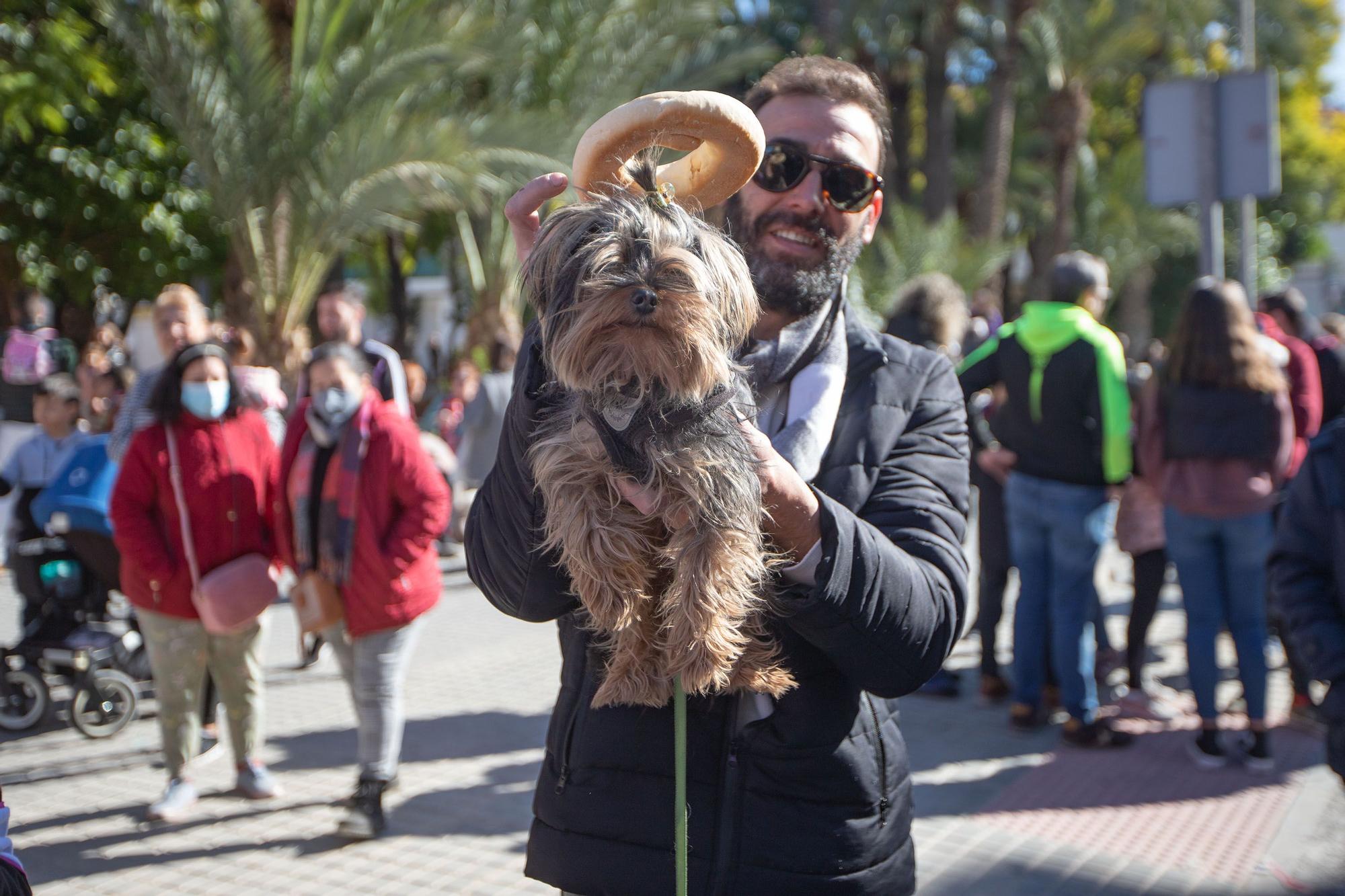 Romería y Bendición de animales en San Antón de Elche